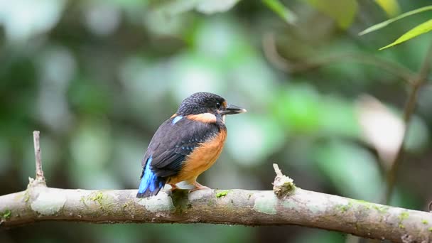 Pescatore Fascia Blu Alcedo Euryzona Appollaiato Ramo Natura — Video Stock