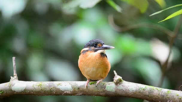 蓝带状翠鸟 Alcedo Euryzona 栖息在自然分支上 — 图库视频影像