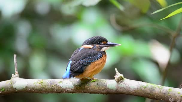 Doğada Dalı Tıraşlama Mavi Bantlı Arası Kingfisher Alcedo Euryzona — Stok video