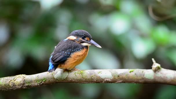 Pescatore Fascia Blu Alcedo Euryzona Appollaiato Ramo Natura — Video Stock