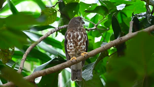 Καφέ Γερακιού Owl Πέρκα Στο Δέντρο Στη Φύση Ninox Scutulata — Αρχείο Βίντεο