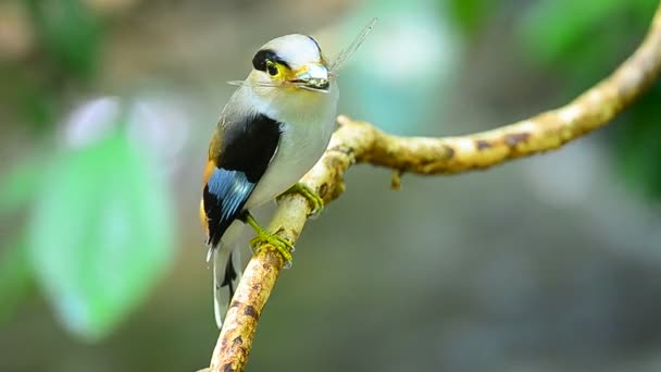 Silver Breasted Broadbill Tree Branch Serilophus Lunatus — Stock Video