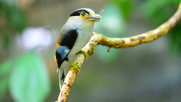 Srebro Breasted Broadbill Gałęzi Drzewa Serilophus Lunatus — Wideo stockowe