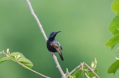 Mor Sunbird (Cinnyris asiatica) dal doğa, Tayland