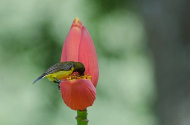 Zeytin destekli Sunbird veya muz çiçeği üzerinde sarı karınlı sunbird