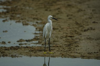Küçük ak balıkçıl (Egretta garzetta) doğada, Tayland