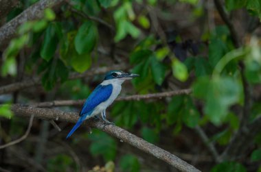 Ağaçta tıraşlama yakalı arası kingfisher (Todiramphus sanctus)