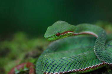 Papa'nın yeşil kesimlerinde bulunan çukur engerek yılanı (beyaz Popeia popeiorum) orman Tayland