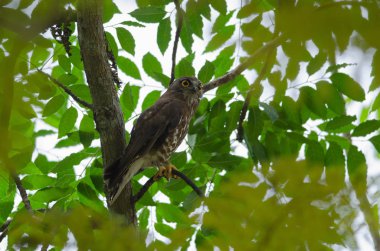 Doğa (Ninox scutulata ağacında Brown Hawk baykuş levrek)