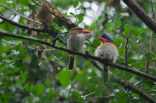 couple of Banded Kingfisher birds perching on the branch (Lacedo pulchella)