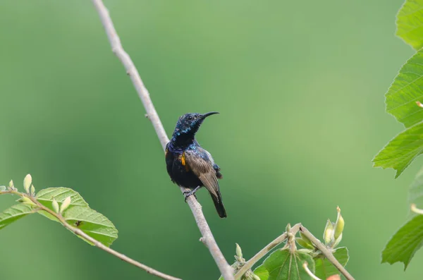 Фіолетовий Sunbird Cinnyris Asiatica Філію Природі Таїланд — стокове фото