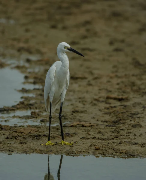 Seidenreiher Egretta Garzetta Der Natur Thailand — Stockfoto