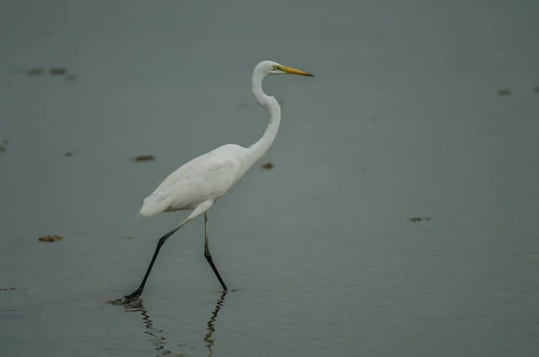 Gran Egret Pie Arroyo Poco Profundo Ardea Alba —  Fotos de Stock