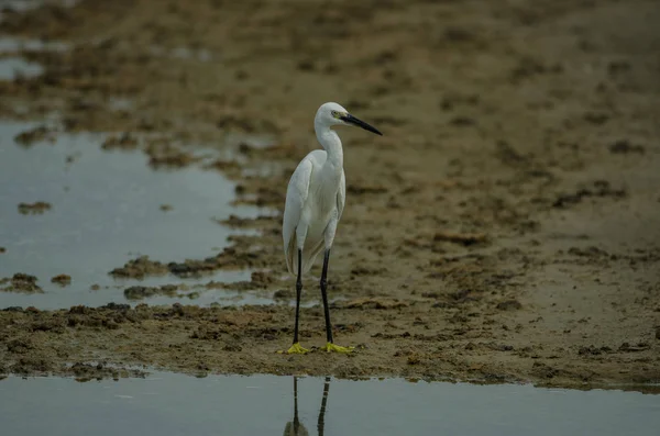 Little Egret Egretta Garzetta Nature Thailand — Stock Photo, Image