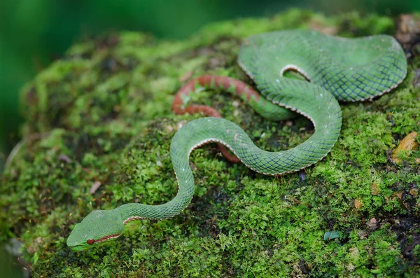 Pápa Pitviper Zöld Kígyó Popeia Zöld Popeiorum Erdő Thaiföld — Stock Fotó