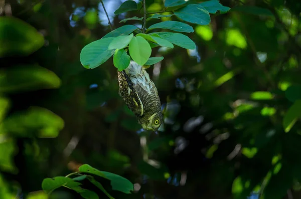 Asian Barred Owlet Colgando Bajo Una Rama Árbol Naturaleza Tailandia —  Fotos de Stock