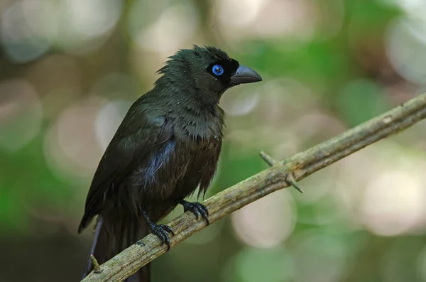 Racchetta Coda Treepie Crypsirina Temia Piedi Albero Natura — Foto Stock