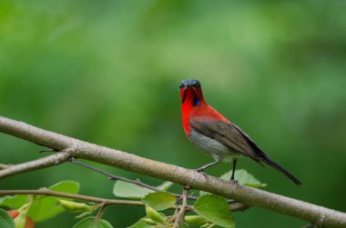 Şube doğada Kızıl Sunbird (Aethopyga siparaja) yakalamak 