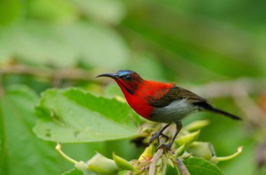 Şube doğada Kızıl Sunbird (Aethopyga siparaja) yakalamak 