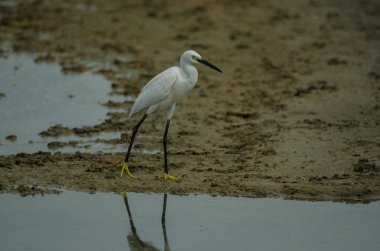 Küçük ak balıkçıl (Egretta garzetta) doğada, Tayland