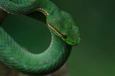 Papa'nın yeşil kesimlerinde bulunan çukur engerek yılanı (beyaz Popeia popeiorum) orman Tayland