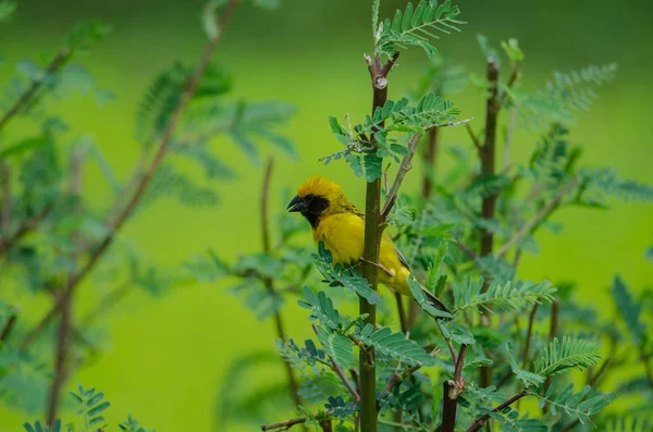 Asiatischer Goldweber Auf Den Zweigen Der Natur — Stockfoto