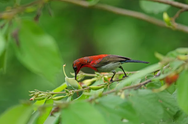 Crimson Sunbird Aethopyga Siparaja Złapać Oddział Przyrodzie — Zdjęcie stockowe