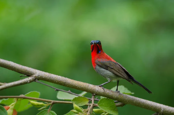 Малиновий Sunbird Aethopyga Siparaja Спіймати Відділення Природі — стокове фото