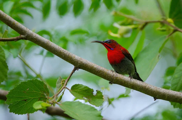 Crimson Sunbird Aethopyga Siparaja Zachytit Větvi Přírodě — Stock fotografie