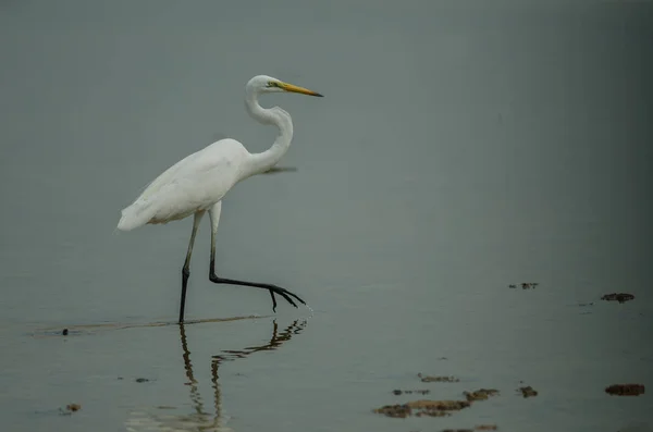 Gran Egret Pie Arroyo Poco Profundo Ardea Alba —  Fotos de Stock