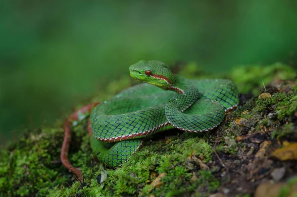 タイ林における教皇の緑 Pitviper Popeia Popeiorum — ストック写真