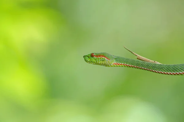 Påvens Grön Lansormar Orm Trimeresurus Popeia Popeiorum Skogen Thailand — Stockfoto