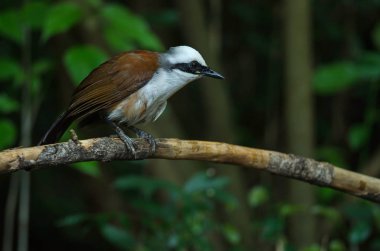 Beyaz ibikli gülen ardıç kuşu (Garrulax leucolophus) doğada, Tayland