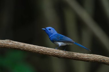 Ağaç dalı (Hypothymis azurea tıraşlama erkek siyah enseli hükümdar)