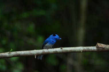Ağaç dalı (Hypothymis azurea tıraşlama erkek siyah enseli hükümdar)