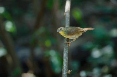 PIN-çizgili baştankara yedikardeşi (Macronus gularis) orman Tayland