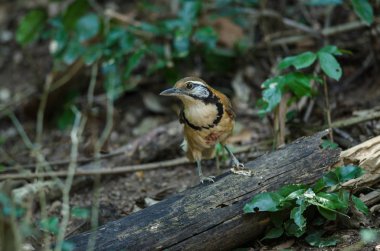 Büyük kolyeli Laughingthrush (Garrulax pektoralis) orman, Tayland