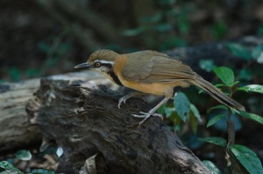 Daha az kolyeli Laughingthrush (Garrulax monileger) doğada, Tayland