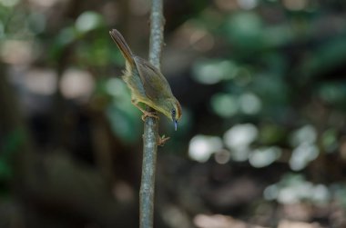 PIN-çizgili baştankara yedikardeşi (Macronus gularis) orman Tayland