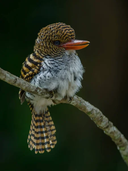 Hembra Banded Kingfisher Pie Sobre Rama Lacedo Pulchella —  Fotos de Stock