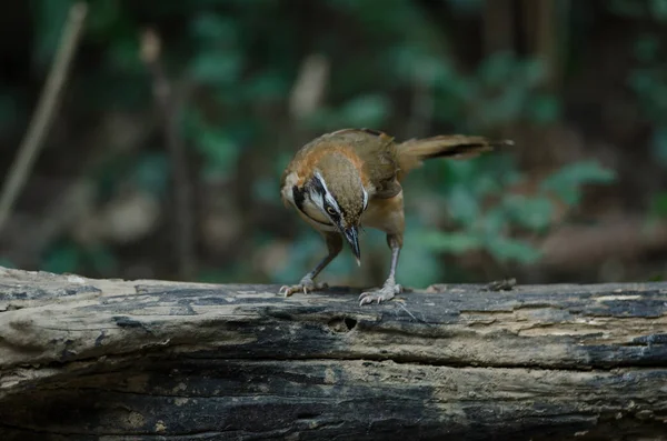 Laughingthrush Con Cuello Pequeño Garrulax Monileger Naturaleza Tailandia —  Fotos de Stock