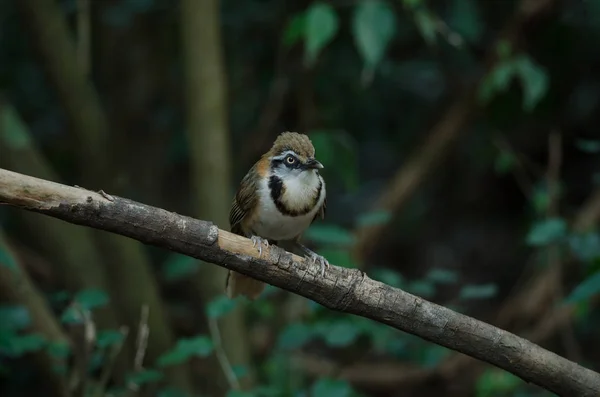 Μάλα Necklaced Laughingthrush Garrulax Monileger Στη Φύση Ταϊλάνδη — Φωτογραφία Αρχείου