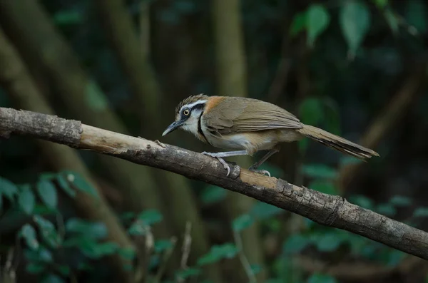 Lesser Necklaced Laughingthrush Garrulax Monileger Nature Thailand — Stock Photo, Image