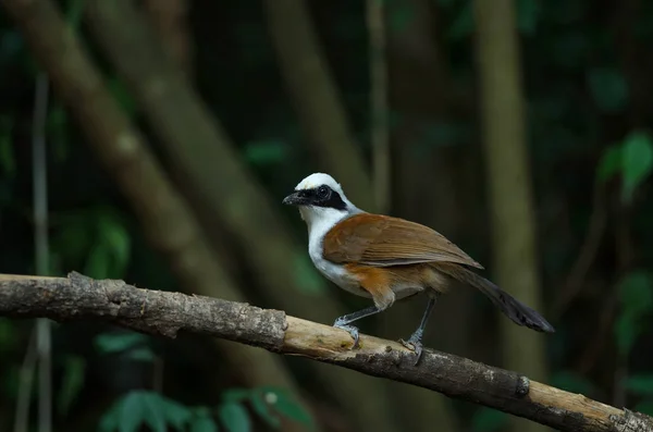 Zorzal Cresta Blanca Garrulax Leucolophus Naturaleza Tailandia —  Fotos de Stock