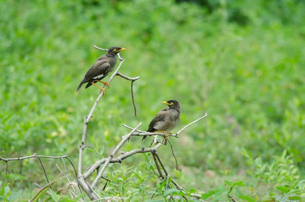 木に止まった共通の九官鳥 Acridotheres ついて — ストック写真