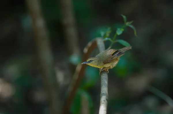 Pin Rayas Tit Babbler Macronus Gularis Bosque Tailandia — Foto de Stock