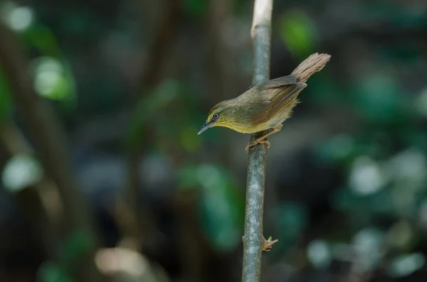 Pin Striped Tit Babbler Macronus Gularis Nella Foresta Thailandia — Foto Stock