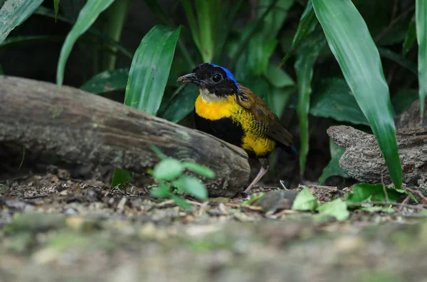 Gurney Pitta Hydrornis Gurneyi Nature Thailand — Stock Photo, Image