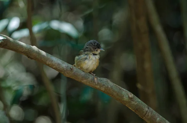 布朗颊雀鹛 灰色的眼睛雀鹛 Alcippe Poioicephala 在森林泰国 — 图库照片