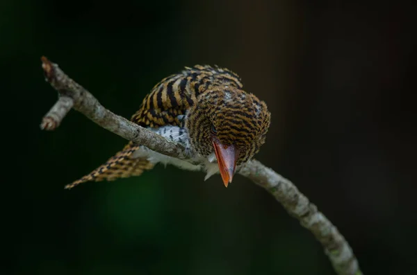 Vrouwelijke Banded Kingfisher Staande Tak Lacedo Pulchella — Stockfoto